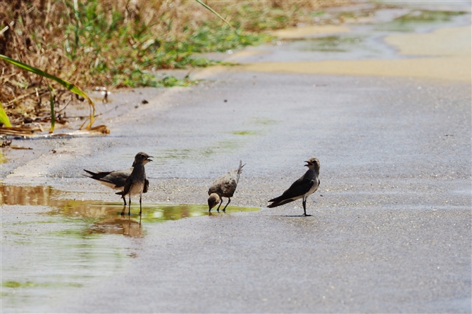 co`h,Indian Pratincole